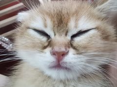 -爱佳宠物中心医院24H·CT·骨外科·猫专科(瑶海万达店)
