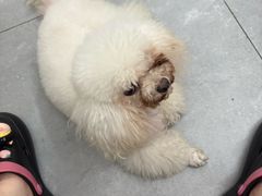 -唐小姐の私宠·宠物洗护美容·撸猫馆·购宠(周浦万达旗舰店)