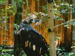 -云南野生动物园