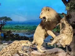 -国家自然博物馆