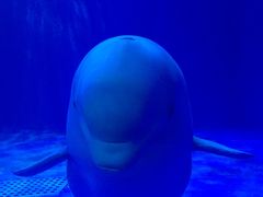 -多彩贵州城极地海洋世界