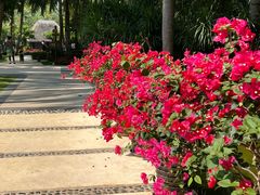 -三亚湾海居铂尔曼度假酒店