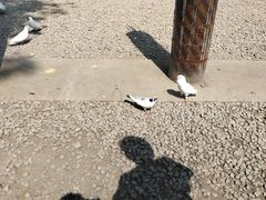 -西安大兴善寺