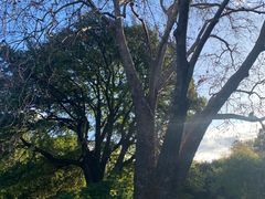 -墨尔本皇家植物园