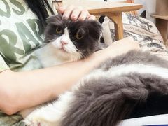 -李小姐の猫咖啡馆(五角场店)
