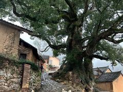 -杨家堂村