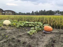 -中国天府农业博览园