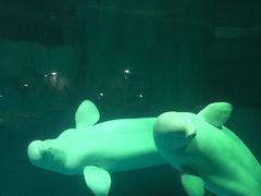 -圣爵菲斯大酒店(长沙世界之窗店)