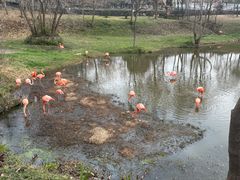 -合肥野生动物园