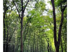 -上海佘山国家森林公园天马山园