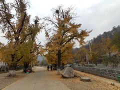 -千年银杏谷文化旅游区