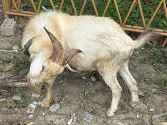 -马陆小张葡萄园农家乐