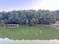 -铁山坪森林公园