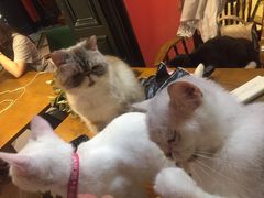 -猫色咖啡·猫咖