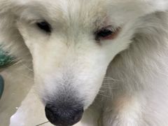 -瑞派申生动物医院·24H夜诊·国际动物医疗中心·骨外科(吴中路店)
