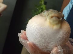 -肆月河豚·淮扬菜·湘菜(华天店)