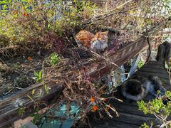 -喵屿·大理花园猫咖