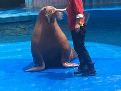 -华夏文旅海洋公园