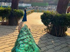 -J Create城市露营咖啡·简餐·宠物(上海动物园店)