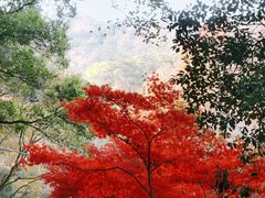 -岳麓山风景名胜区