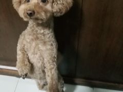 -北京恒爱动物医院(清景园分院)