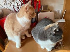 -瑞派天宁宠物医院·猫科·异宠中心