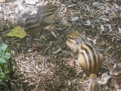 -五营红松林海景区