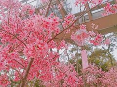 -狐尾山公园