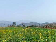 -桑洲油菜花景区