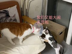 -北京派仕佳德动物医院·超导核磁·CT·神经科·骨科·内外科·急重症管理中心