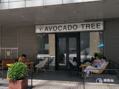 -油梨树 AVOCADO TREE(亮马桥店)