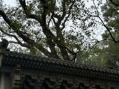 -普陀山雷迪森庄园