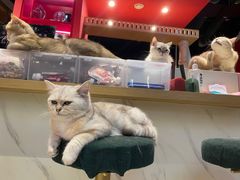 -Promise 国风宠物空间(上邦百汇城店)