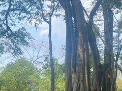 -瑞丽独树成林风景区