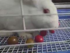 -PETKIT 小佩宠物·低压洗护·美容·寄养(安远店)