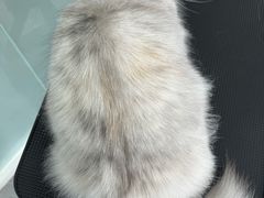 -爱洗澡的猫(望京店)