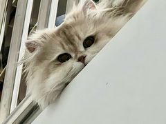 -艾贝尔宠物医院 ·内科全科(梁溪路店)