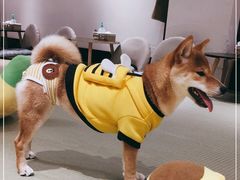 -逗柴咖啡屋·狗咖猫咖宠物桌游