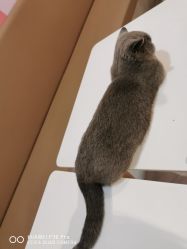 -Moni星球萌宠·小马宝莉·灵蛇·高端高阶全萌宠互动体验俱乐部(红豆国际广场店)