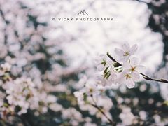 -武汉大学-樱园