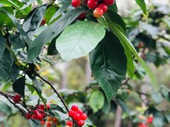 -樱桃山旅游景区