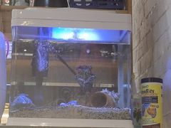 -深蓝金枪·深海鱼刺身(香洲店)