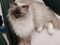 -安格丽娜·狗咖·猫咖羊驼咖(春熙路百盛商场店)