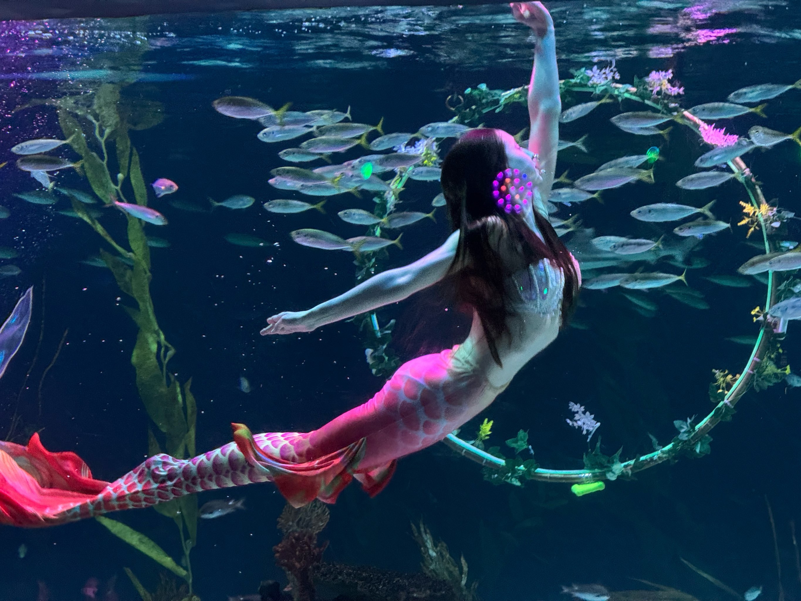 大家说美人鱼🧜‍♀️美不美呢?