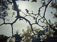 -北京市劳动人民文化宫(太庙)