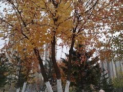 -长白岛森林公园