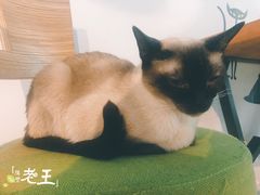 -猫咪咖啡·猫咖(万达广场店)
