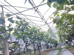 -马陆小张葡萄园农家乐