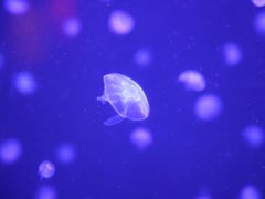 -太平洋海底世界