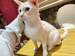 -猫色咖啡·猫咖